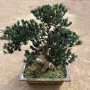 凝慧老桩罗汉松盆景盆栽米叶罗汉松四季常绿庭院别墅地栽罗汉松造型树 老桩罗汉松盆景1#