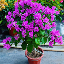 景郁春 JIRYUCUR三角梅花卉盆栽大苗爬藤重瓣植物室内阳台云南紫带花 源头直发 