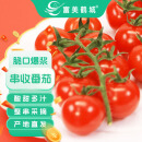 富美鹤城串收樱桃番茄 小西红柿净重198g*4盒源头直发