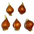 萌肉居郁金香种球水培土培绿植花卉郁金香种球随机色5个源头直发