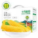 十月稻田 五常鲜食玉米 2.2kg（220g*10）（ 甜糯玉米棒 轻食 真空装 中秋杂粮礼盒 当季玉米）