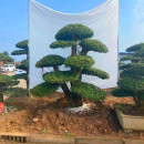 瑞轹对接白蜡树造型庭院别野树桩地栽老桩盆栽精品联系16518962888 联系卖家16518962888