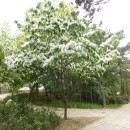 鼎曳樱花树苗风景树红榉树庭院栾树行道树耐寒朴树绿化工程树苗篱笆苗 流苏树 【树形优美】12公分粗1颗