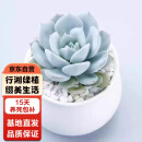 行湘多肉植物肉肉室内植物室内桌面盆栽 蓝鸟+小米缸陶瓷盆 源头直发