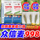 众信麦998双国审小麦种子原种抗冻抗旱矮杆抗病硬质高筋麦农科院 矮杆抗冻抗旱【25斤】+80克帮拌