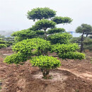 墨耘苍小叶黄杨别墅庭院绿化常青树黄杨地景盆栽地栽造型独杆瓜子黄杨 精品造型黄杨【高1.4米-1.6米】 原土发货