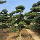 飞沭造型罗汉松盆景盆栽别墅花园庭院地景造型风景树景观园林罗汉松树