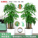 Only you【两小时达】发财树金钱树绿萝大绿植物组合盆栽公司门口开业乔迁 步步高发财树一对