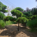 黑松造型风景树室外大型别墅公园庭院四季常青绿化苗大树苗迎客松 6公分粗 原土球发货