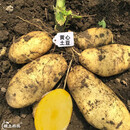 大禹土豆种子原种带芽红皮黄心土豆脱毒洋芋马铃薯批发早熟春季蔬菜 黄心土豆种子5斤