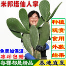 春枝韵食用米邦塔仙人掌药用外敷消肿内服美容种植嫁接大黄刺仙人掌多肉 【无刺】外敷食用新鲜5年2斤