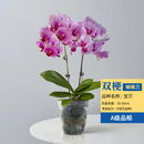 欧芽  蝴蝶兰盆栽带花剑兰花大苗客厅室内植物耐寒花卉好养活 双梗带花【+育苗盆】