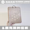 鹿风角蕨挂板定植板热植上板蕨类石斛附生兰育苗板 大号海洋板20*26CM