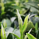 英红九号茶春茶2024英红九号明前茶罐装礼盒装高端红茶新款 默认