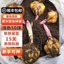 耘淘秋冬季室外耐寒百合花种球带芽香水百合种球室内盆栽四季开花花卉 混色百合50球+有机肥+营养液