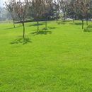 霁帆绿化草坪种子草籽矮生庭院草种子免修剪草皮草子种子 矮生四季青/斤【低矮茂密】