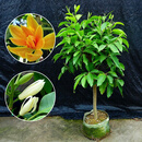 欧博 白兰花盆栽花卉植物室内玉兰树苗带花苞四季好种浓香型黄角兰好养 独杆白兰花(15年苗) 不含盆