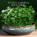 顺富美（SHUNFUMEI）铜钱草花盆水养大号陶瓷盆碗莲睡莲无孔水培容器水仙花盆 鸿雁之春花边口