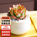 行湘多肉植物肉肉室内植物桌面盆栽 萤火虫+小米缸陶瓷盆 源头直发