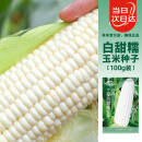 寿禾 白甜糯玉米种子大棒型超甜加糯蔬菜籽 白甜糯六号玉米种子 100g