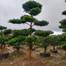 凝慧罗汉松盆景阳台客厅盆栽别墅庭院地栽造型罗汉松四季常青绿化苗木 1.8-2米高造型树罗汉松