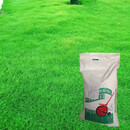 JGGYK黑麦冬草籽耐寒四季常绿化草皮种子 蓝标麦迪黑麦草/1斤