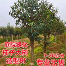花e流大柿子树苗带土当年结果庭院火晶柿庭院别墅柿子树太秋甜脆柿南方 十二公分带土球发货