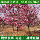 花幽谷广玉兰树苗黄玉兰白玉兰紫玉兰二乔玉兰红玉兰玉堂春绿化树苗 20公分粗品种备注 其他