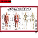 妙普乐人体穴位高清图解大全中医养生人体经络穴位图大挂图全身高清穴位 017 人体肌肉与骨骼图 pp胶撕开可贴40x60厘米=24寸