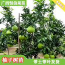 沙田柚子树苗嫁接当年结果特大庭院果苗红心蜜柚纯甜果树带泥带叶 7年苗【品种留言】 70cm(含)-79cm(含)