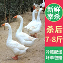 王氏正德 农家散养大白鹅整只 新鲜冷冻鹅肉嫩鹅土鹅 大鹅生鲜 大鹅净重7-8斤