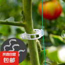 扶蔓固定夹绑蔓夹固定卡扣葡萄藤固定扣藤蔓绿植大棚秧苗固定夹子 100个装