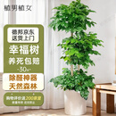 植男植女幸福树造型绿宝盆栽绿植客厅室内大型绿植办公室乔迁新居源头直发
