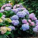 海蒂的花园海妈花园大花绣球花苗无尽夏绣球花阳台庭院四季盆栽绿植源头直发