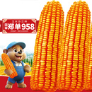 大禹郑单958玉米种子国审产高矮大棒杂交抗旱抗倒官方正品矮杆包谷 国审郑单958玉米种子4斤约1亩地用