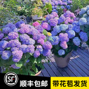 宝御安5加仑无尽夏绣球花苗盆栽阳台庭院别墅大花四季八仙花卉耐寒植物 蓝紫色 无尽夏母本大苗原盆原土 带盆栽好