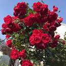 飞沭月季花苗爬藤蔷薇月季花树阳台盆栽花卉庭院爬墙植物四季开花 佛罗伦蒂娜 大苗【1.6米左右高】