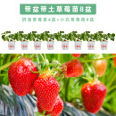 寿禾 草莓苗四季草莓大苗带土发货带盆栽好种子冬春季批发奶油苗子 （小白4盆+奶油4盆）草莓苗8盆