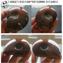 XPEL港澳高端品质斑彩螺化石把玩 斑彩螺手把件摆件 红光绿光 实物 4562号实物一个