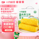 十月稻田 23年新玉米 水果玉米 1.76kg (8穗) 即食甜玉米棒 低脂 真空包装
