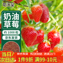 花沃里奶油红草莓种子1000粒 蔬菜种子四季草莓苗阳台盆栽室内庭院田间