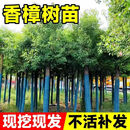 香樟树苗四季常青大树大小叶香樟树南北方耐寒庭院绿化驱蚊虫苗木 香樟树苗10公分左右粗度