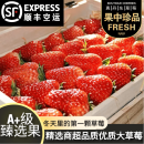 三萌果蔬丹东草莓【JD顺丰空运】99红颜奶油草莓多地次日达新鲜水果送礼 3斤甄选装净2.8斤【超划算-高复购率】 A+级【特大果】单果25-30g
