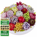 泰西丝多肉盆栽植物桌面绿植摆件组合四季好养耐旱喜阳肉肉盆景源头直发