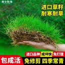 斡尔园林草坪种子草籽矮生四季青草坪草种子狗牙根黑麦草庭院绿化地毯草 进口狗牙根带壳净籽1吨