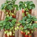 美外奶油大草莓秧苗盆栽四季草莓树苗南方北方种植 12颗+盆+肥