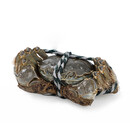 七鲜直采黄河口大闸蟹公蟹 165g起/只