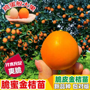 脆蜜金桔苗脆皮金桔树苗新品种脆蜜金柑无籽新品种融安大甜果树苗 脆蜜金桔(大果) 五年苗带土带叶发货