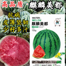 旺园兴美都西瓜种子皮薄耐裂少籽超甜脆8424圆西瓜美都西瓜种子籽孑 200粒原装【麒麟美都】5袋