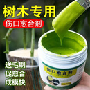 达锐宝果树修剪伤口愈合剂伤口防腐烂流胶嫁树木接修剪移植伤口封合专用 小瓶单盒装（约150g）